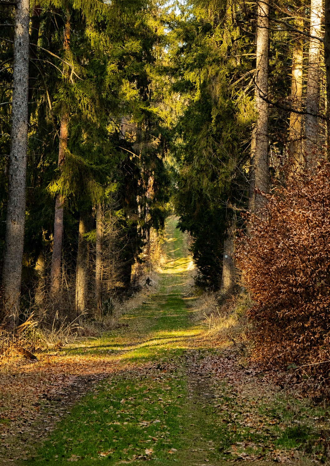 Einladender Waldweg im Sonnenlicht, fotografiert von Manuela Engel-Dahan