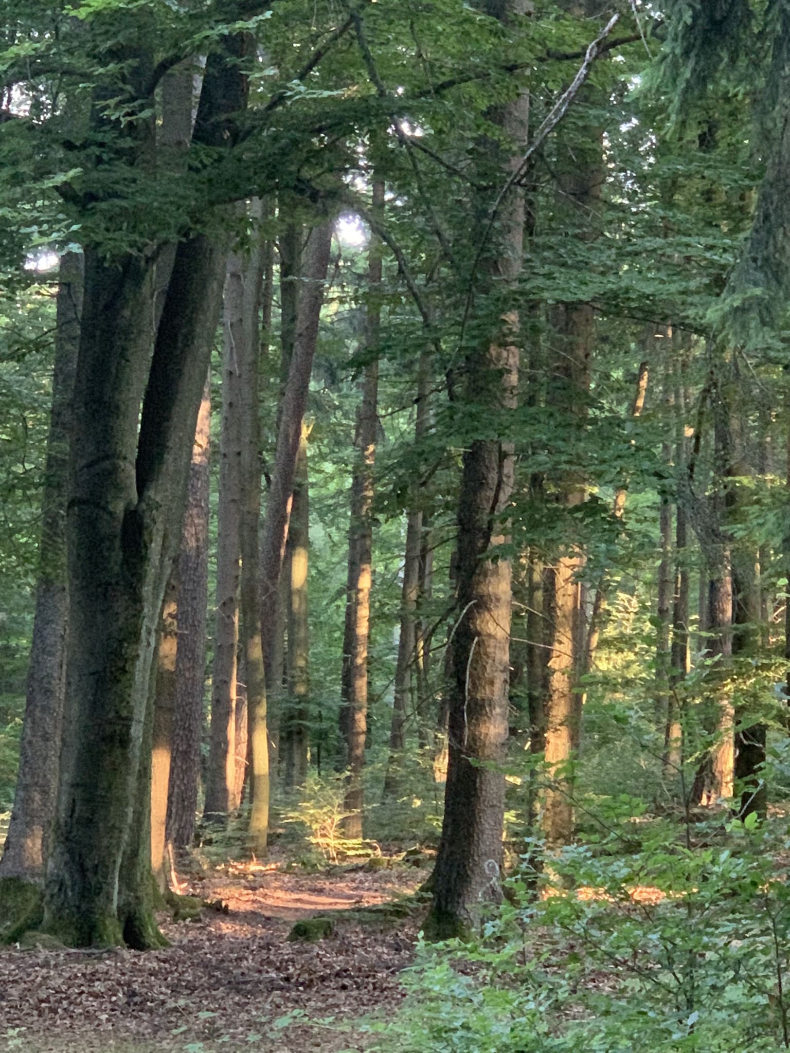 Abendlicht zwischen Bäumen, fotografiert von Manuela Engel-Dahan