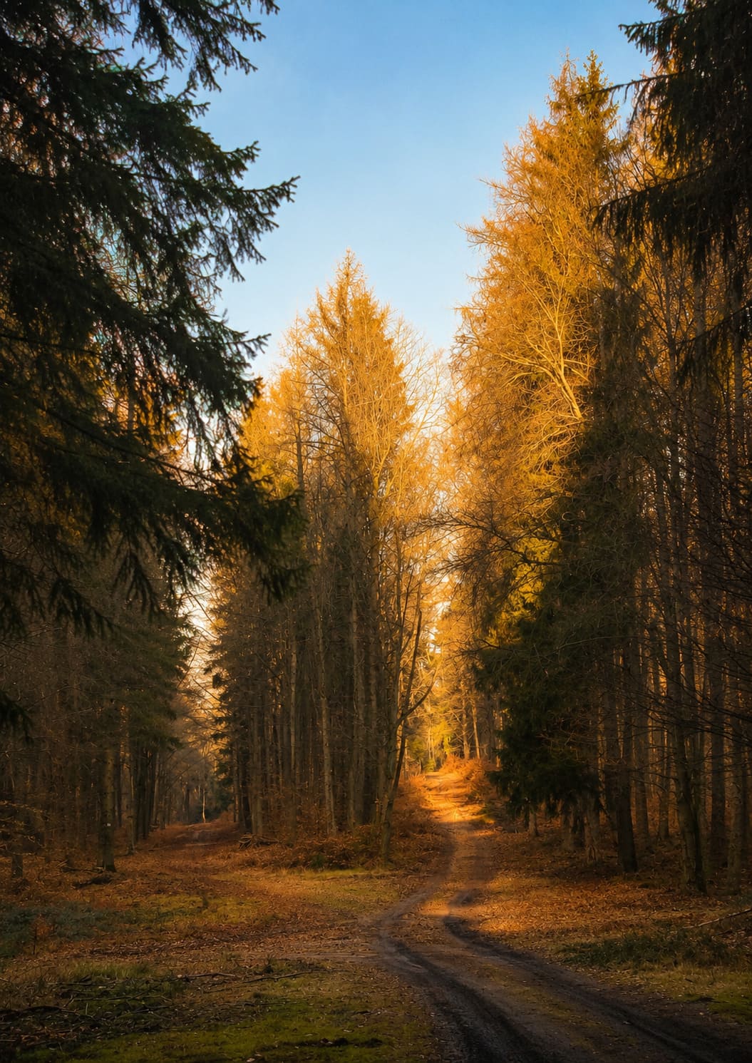 Goldener Waldweg im Spessart, fotografiert von Manuela Engel-Dahan