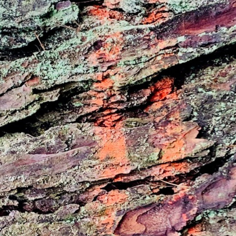 So herrlich unaufgeregt ist der Wald.