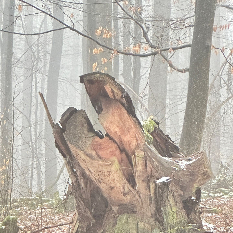 Das Warum und die ausbleibenden Antworten