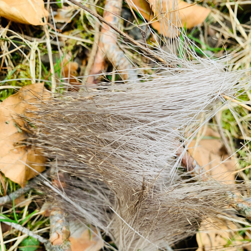 War da eine Wildsau