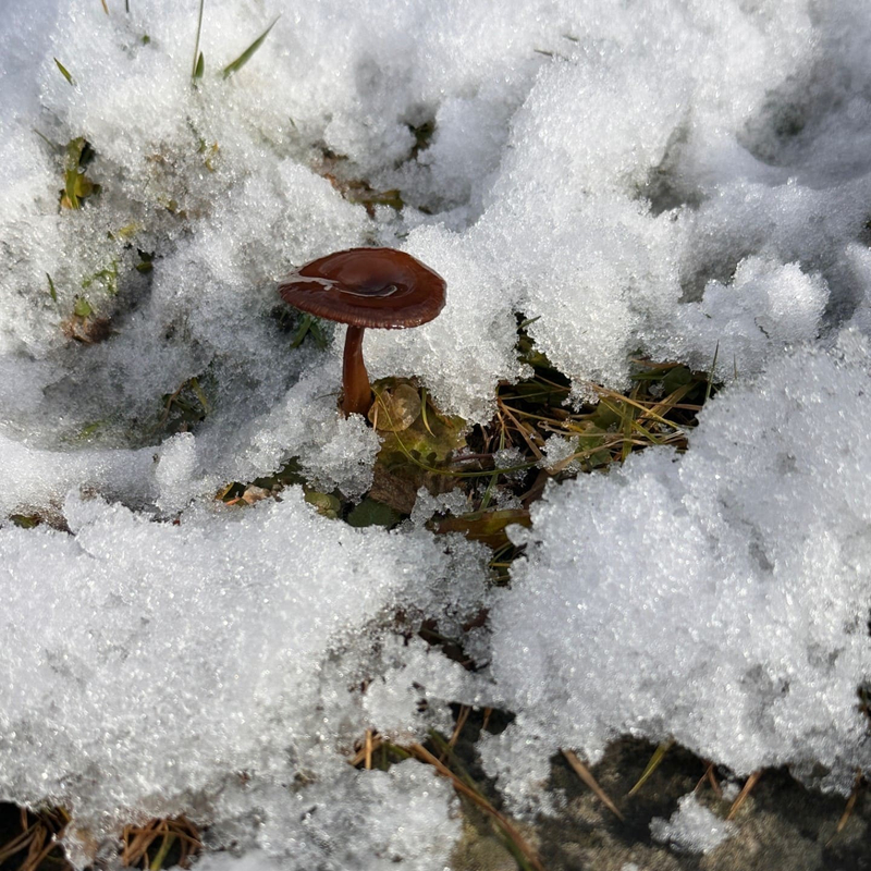 Der kleine Pilz und die klugen Berater