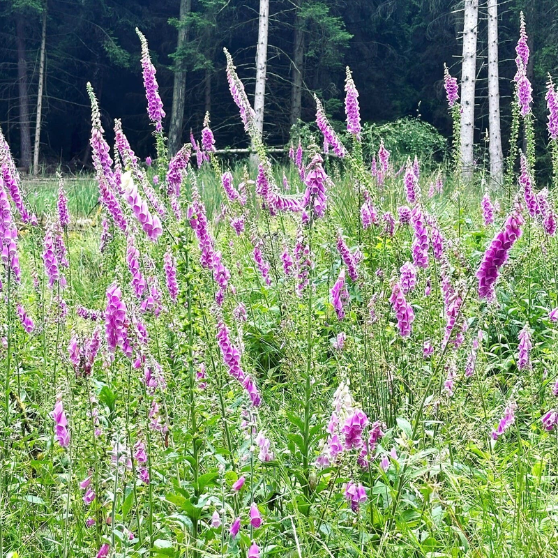 Von Digitalis und Dosierung