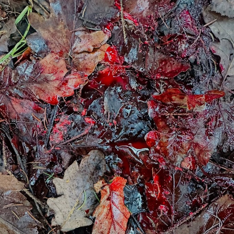 Goldenes Licht und Blut