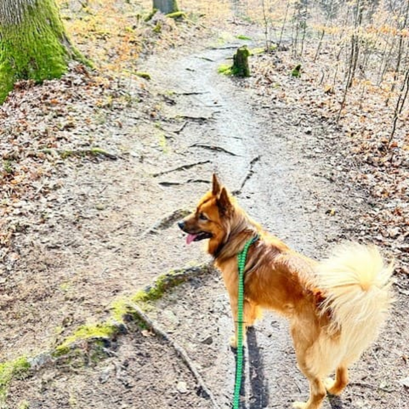 Runen in den Waldboden geschrieben