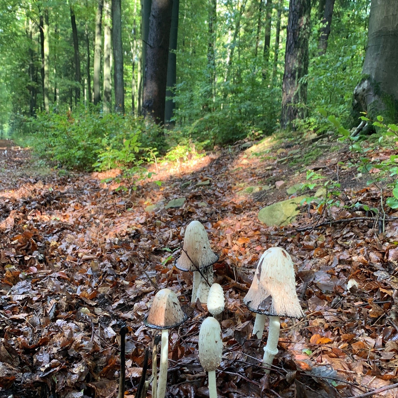Komm, lass gut schmecken!