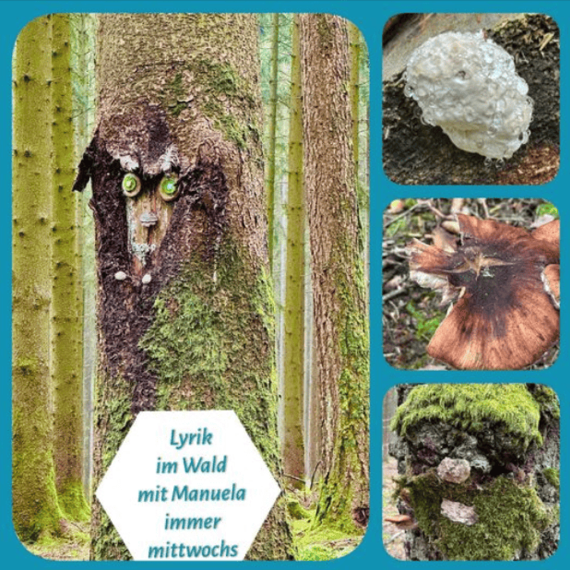 Coaching im Wald: erden und verbinden
