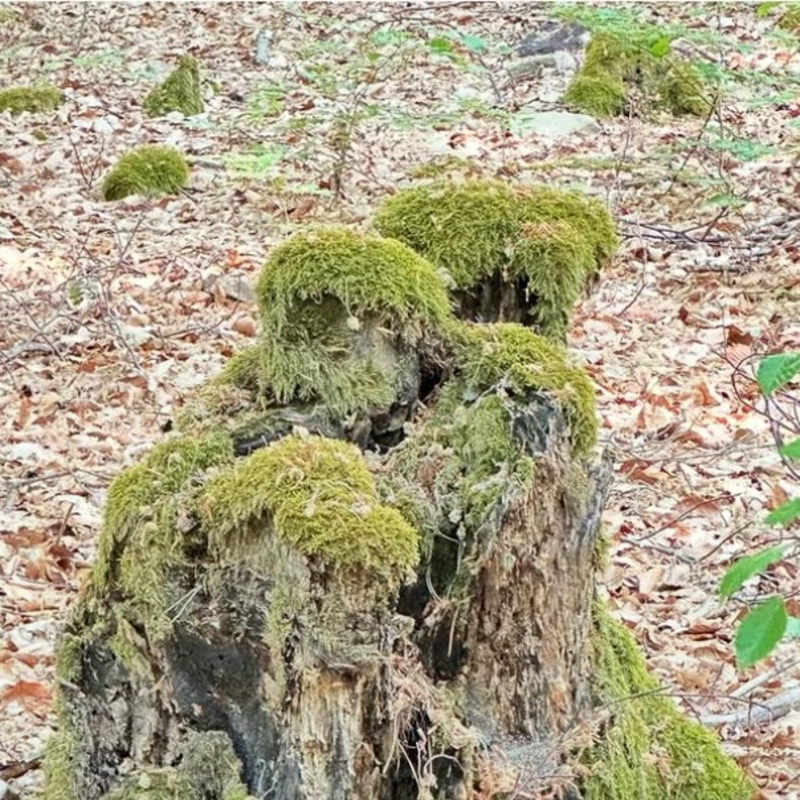 Waldgeflüster am Muttertag