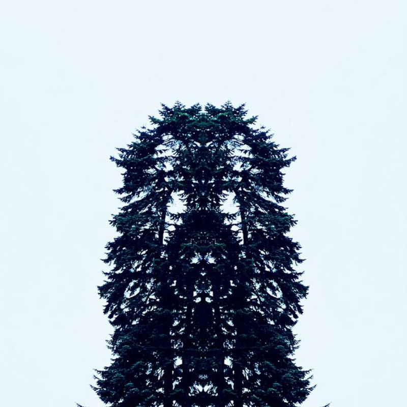 In den Himmel wachsen