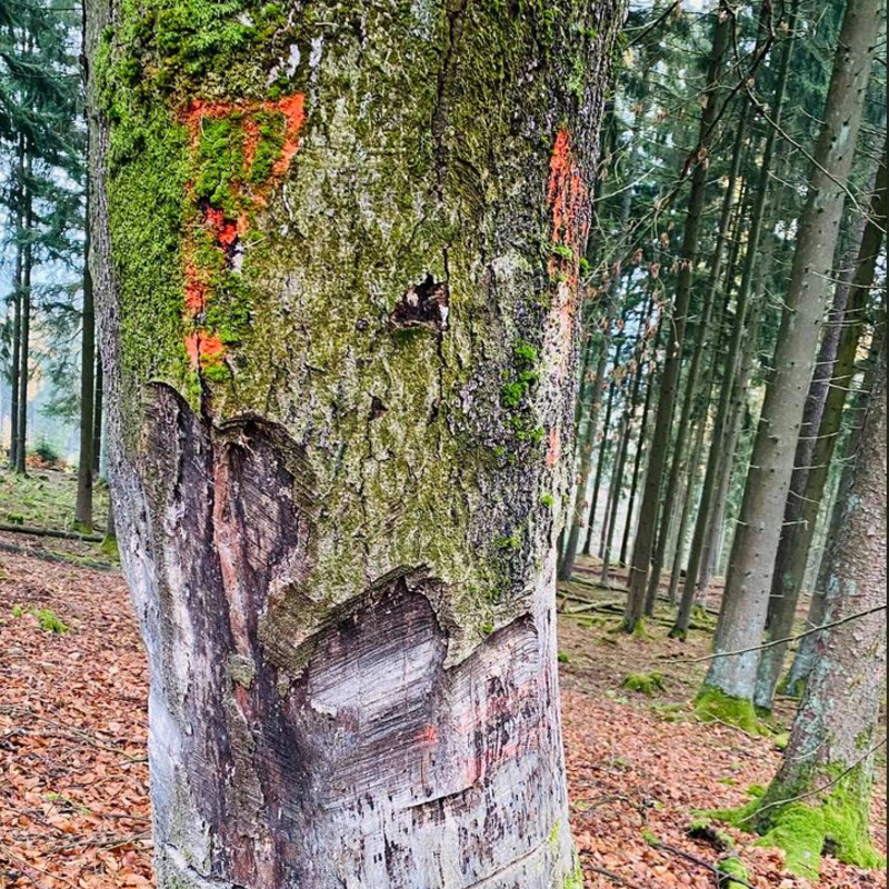 Vernarbter Schmerz