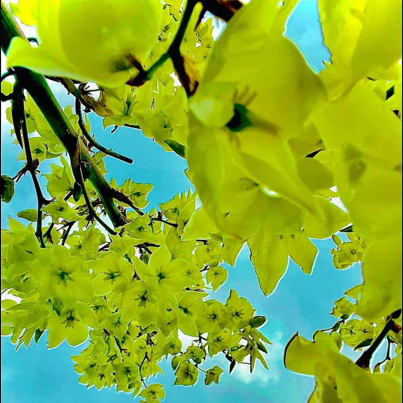 In den Himmel wachsen