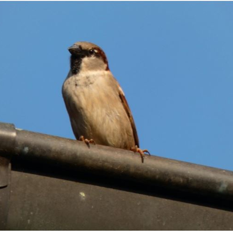 Ein Spatz auf dem Dach