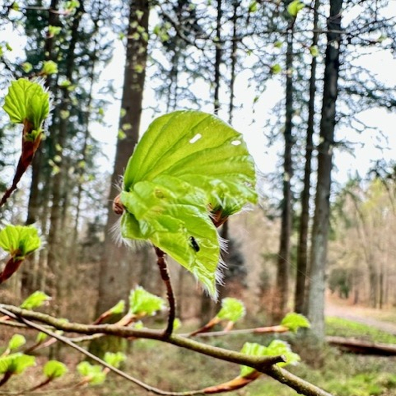 Entfaltung