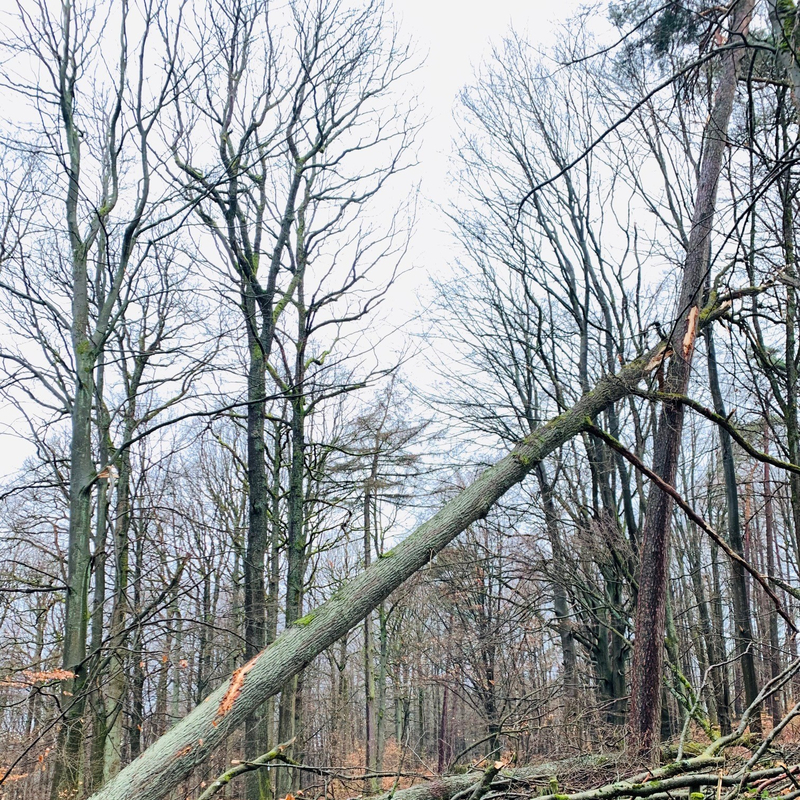 Im Wald Ereignisse ablesen