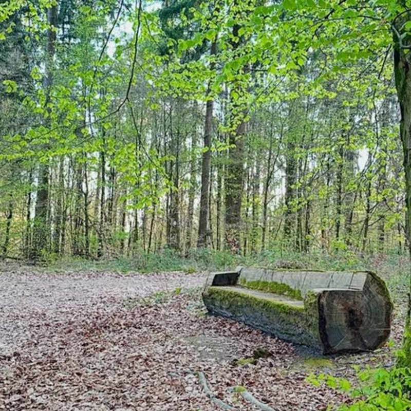 Der freie Wille
