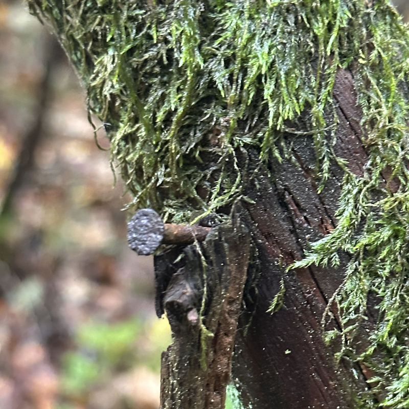 Ein Nagel am Zaun