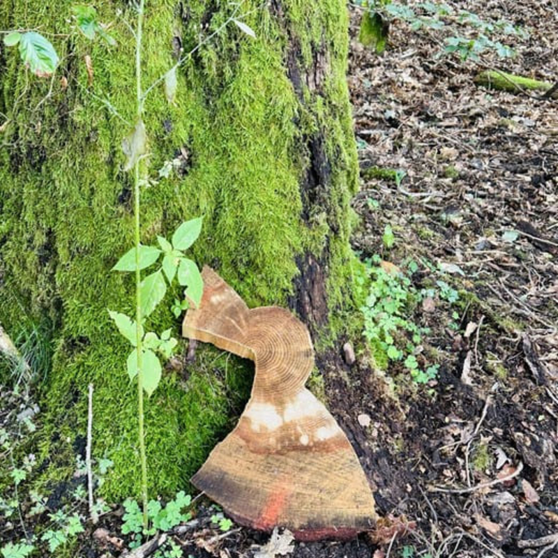 Wald-Inspiration: Genusstraining