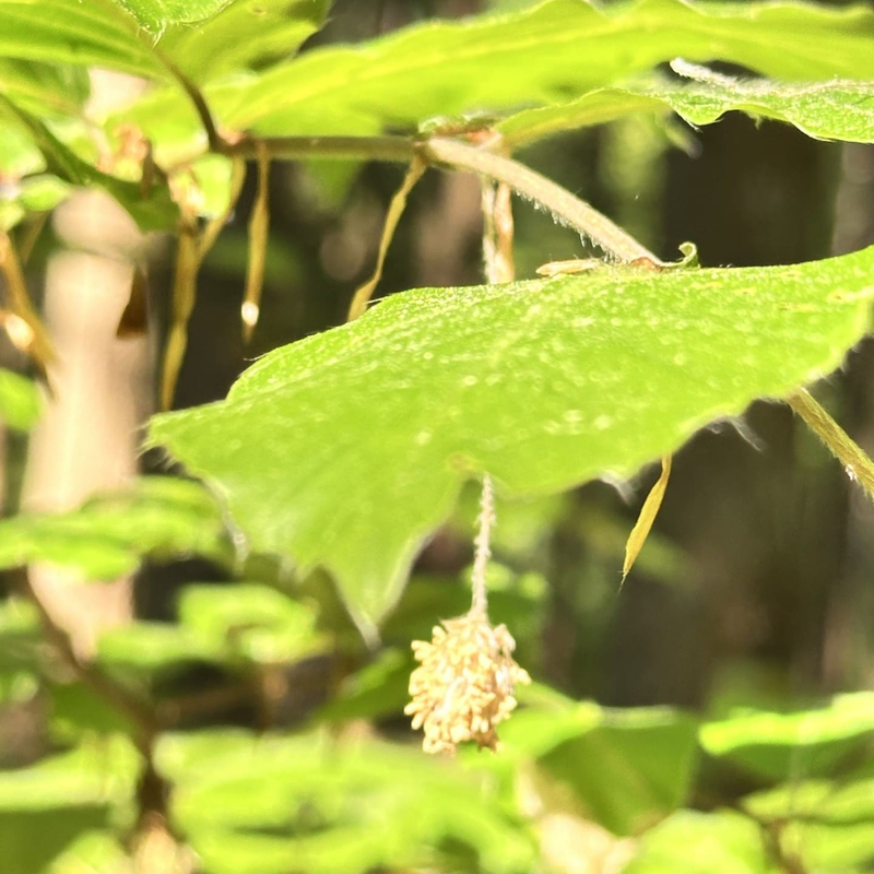 Kleine Waldflüsterei