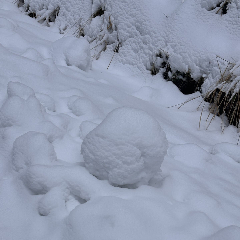 Schneeflöckchen, Weißröckchen, kostbare Himmelsfrucht