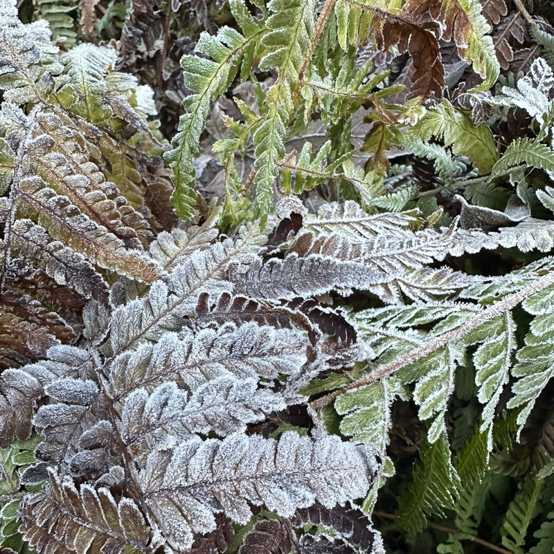 Frostige Klarheit zu reinigender Freisprechung