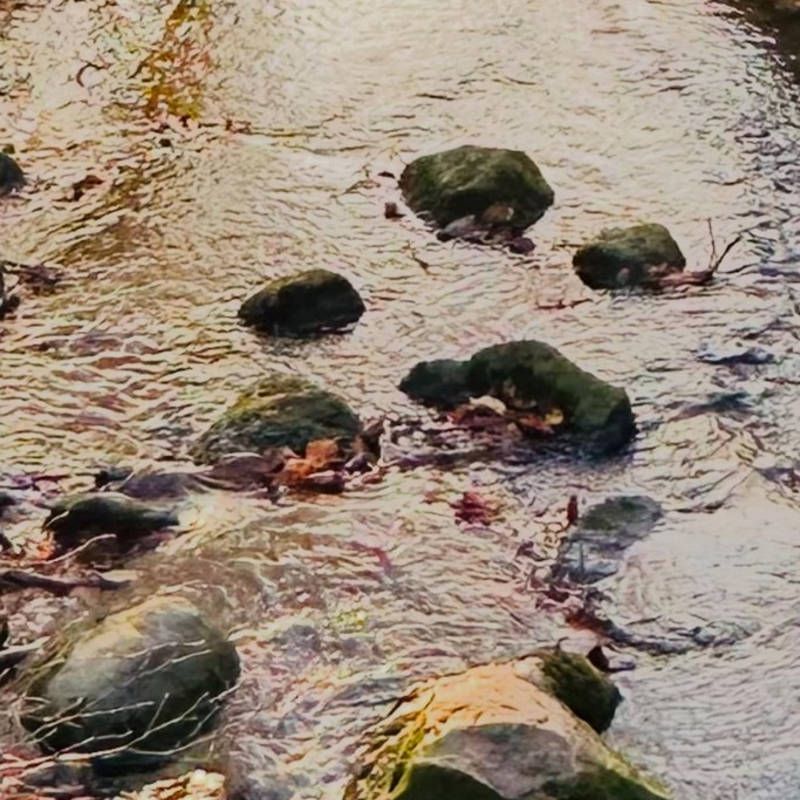 Glücksperlentaucher