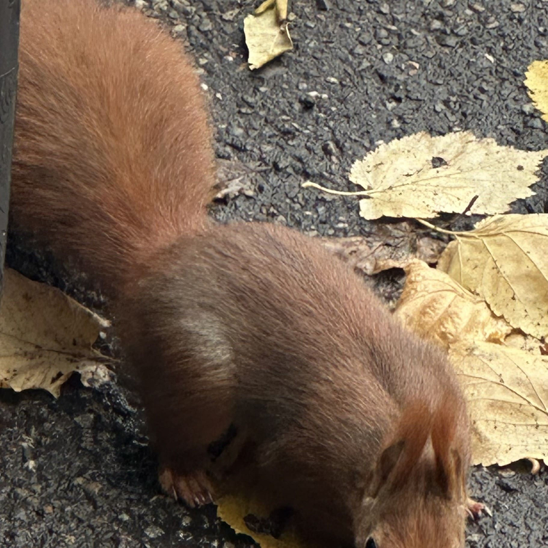 Das Eichhörnchen und die Bürde des Geschenks