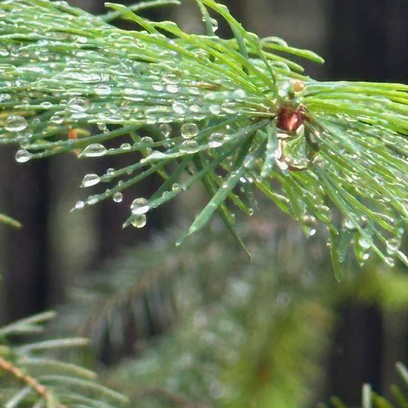 Baum in Reflexion