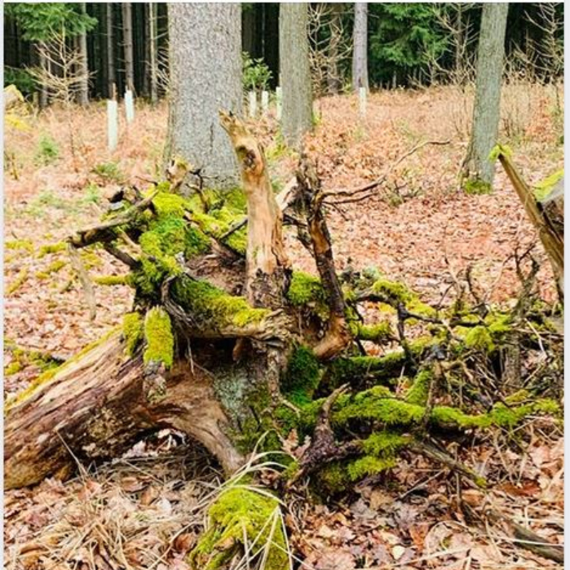 Todesangst vs. Lebensangst