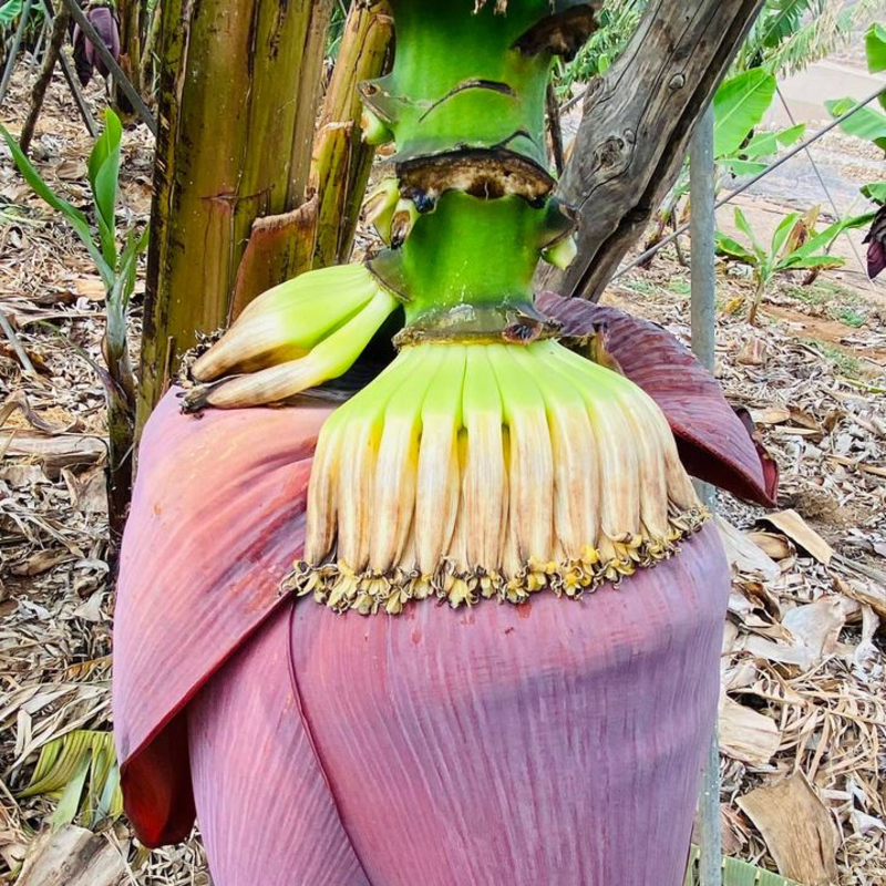 Alles Banane?