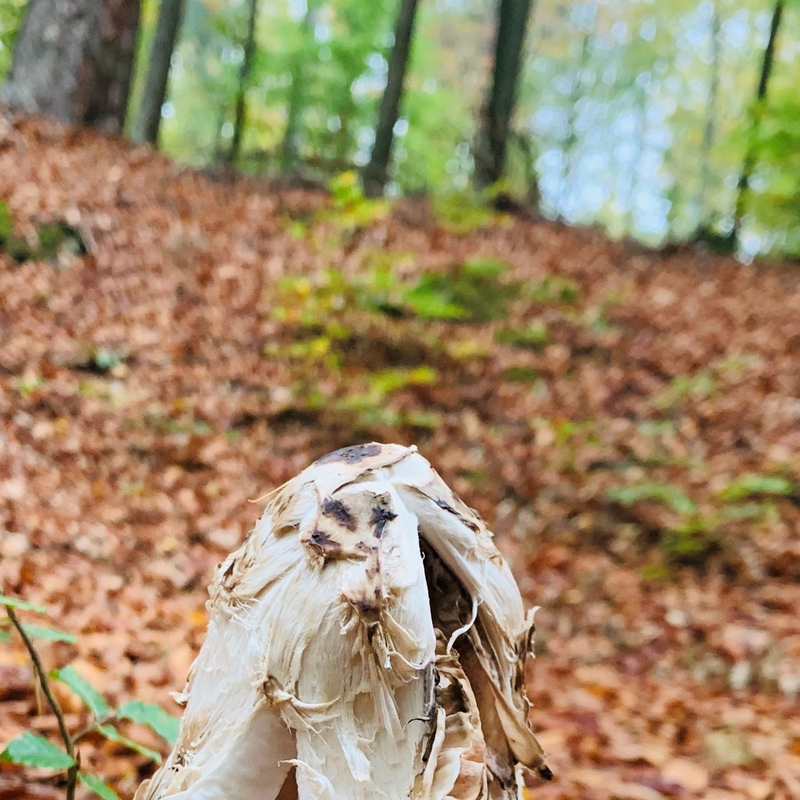Was siehst du oder wie siehst du Dinge?