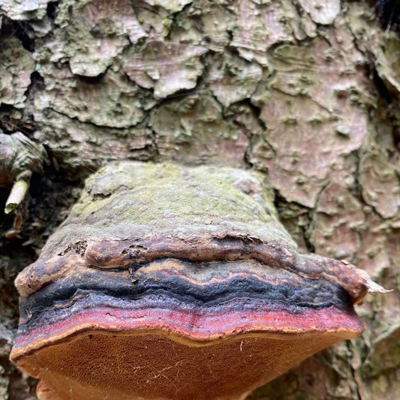 Neue Lebendigkeit der Natur